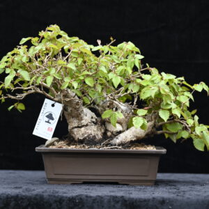 Koreansk avnbøg, Carpinus turczaninovii