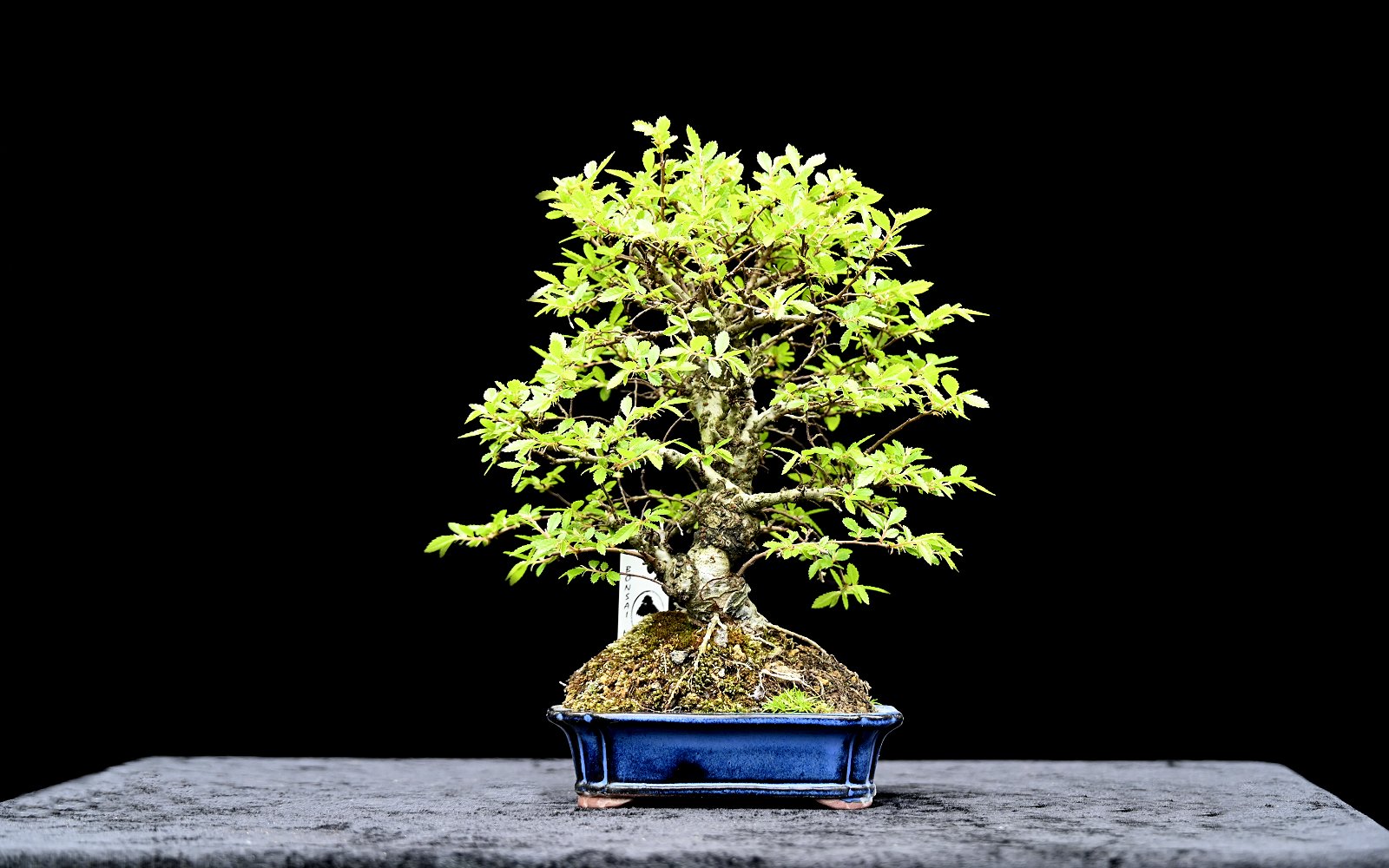 Kinesisk korkelm, Ulmus parviflora