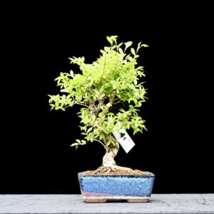 Kinesisk elm, Ulmus parviflora