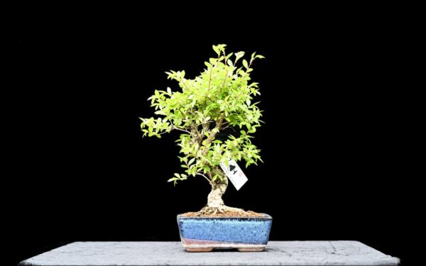 Kinesisk elm, Ulmus parviflora