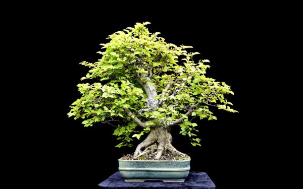 Koreansk avnbøg, Carpinus turczaninovii