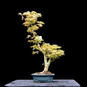 Japansk ahorn, Acer palmatum "speciel variant"