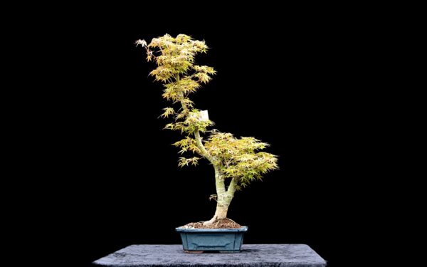 Japansk ahorn, Acer palmatum "speciel variant"