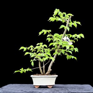 Skovelm, Ulmus glabra
