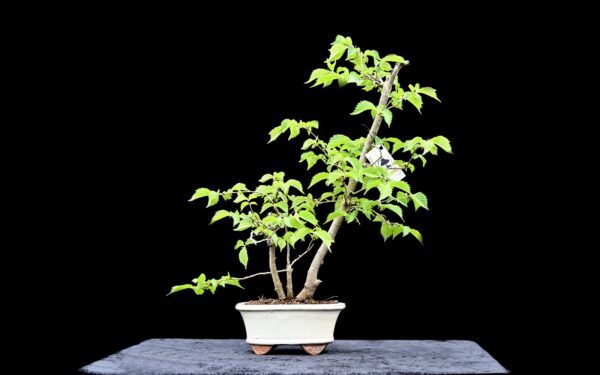 Skovelm, Ulmus glabra