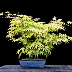 Japansk ahorn, Acer palmatum