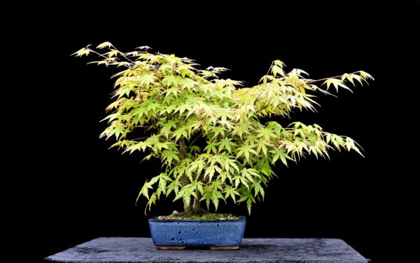 Japansk ahorn, Acer palmatum