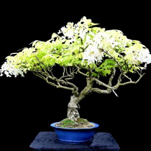 Kinesisk blåregn, med hvide blomster