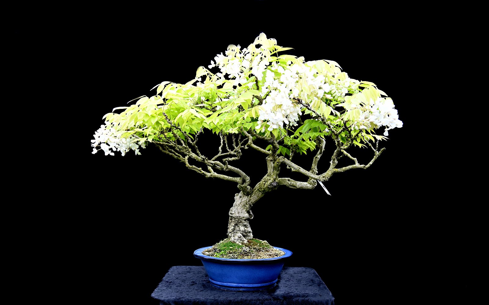 Kinesisk blåregn, med hvide blomster