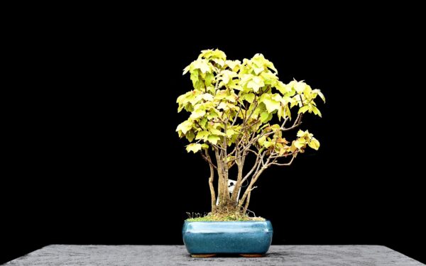 Trefliget kinesisk ahorn, Acer buergerianum