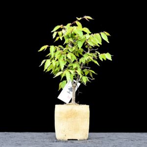 Japansk elm, Zelkova seratta