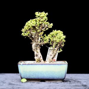 Kinesisk elm, Ulmus parviflora "speciel variant"