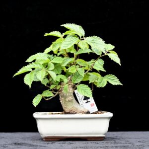 Skovelm, Ulmus glabra
