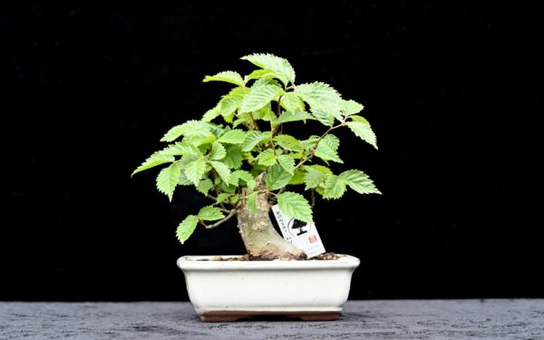 Skovelm, Ulmus glabra