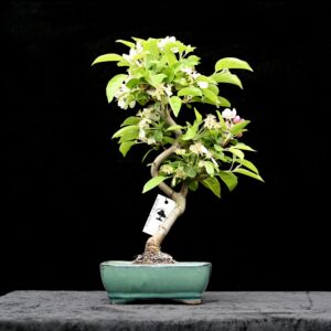 Kinesisk paradisæble, Malus halliana