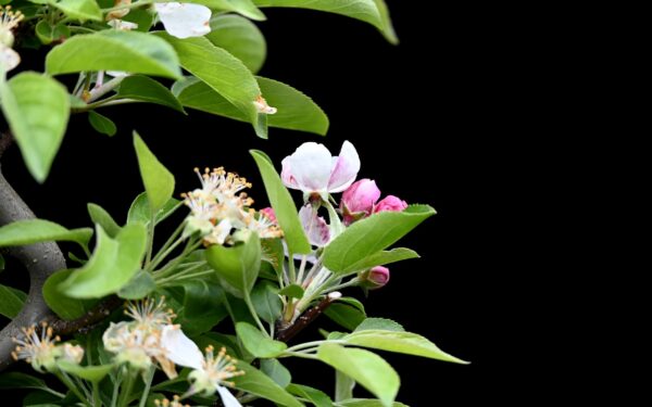 Kinesisk paradisæble, Malus halliana - Billede 3