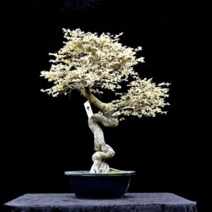 Kinesisk elm, Ulmus parviflora "speciel variant"