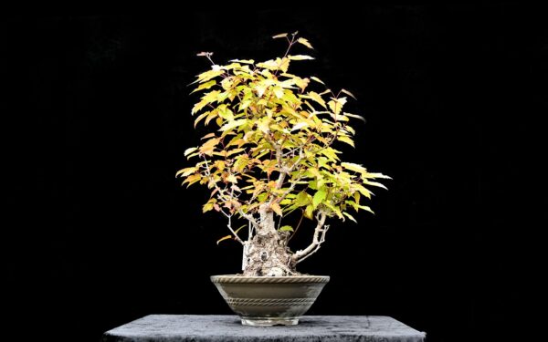Ildløn, Acer ginnala - Image 2