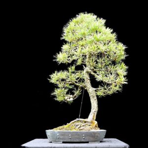 Europæisk skovfyr, Pinus sylvestris