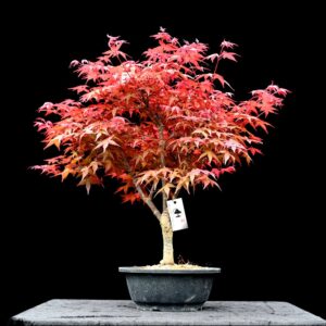 Japansk ahorn, Acer palmatum "deshojo"