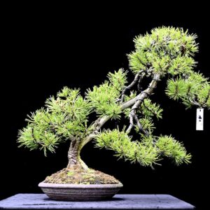 Bjergfyr, Pinus mugo