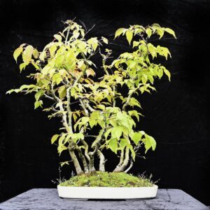 Koreansk avnbøg, Carpinus turczaninovii
