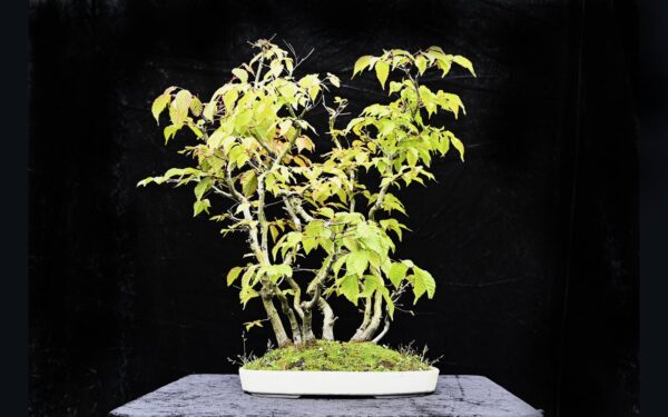 Koreansk avnbøg, Carpinus turczaninovii