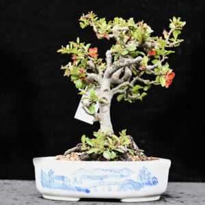 Japansk kvæde, Chaenomeles japonica, Chujobai