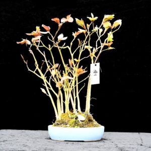 Blodbøg, Fagus sylvatica "purpurea"