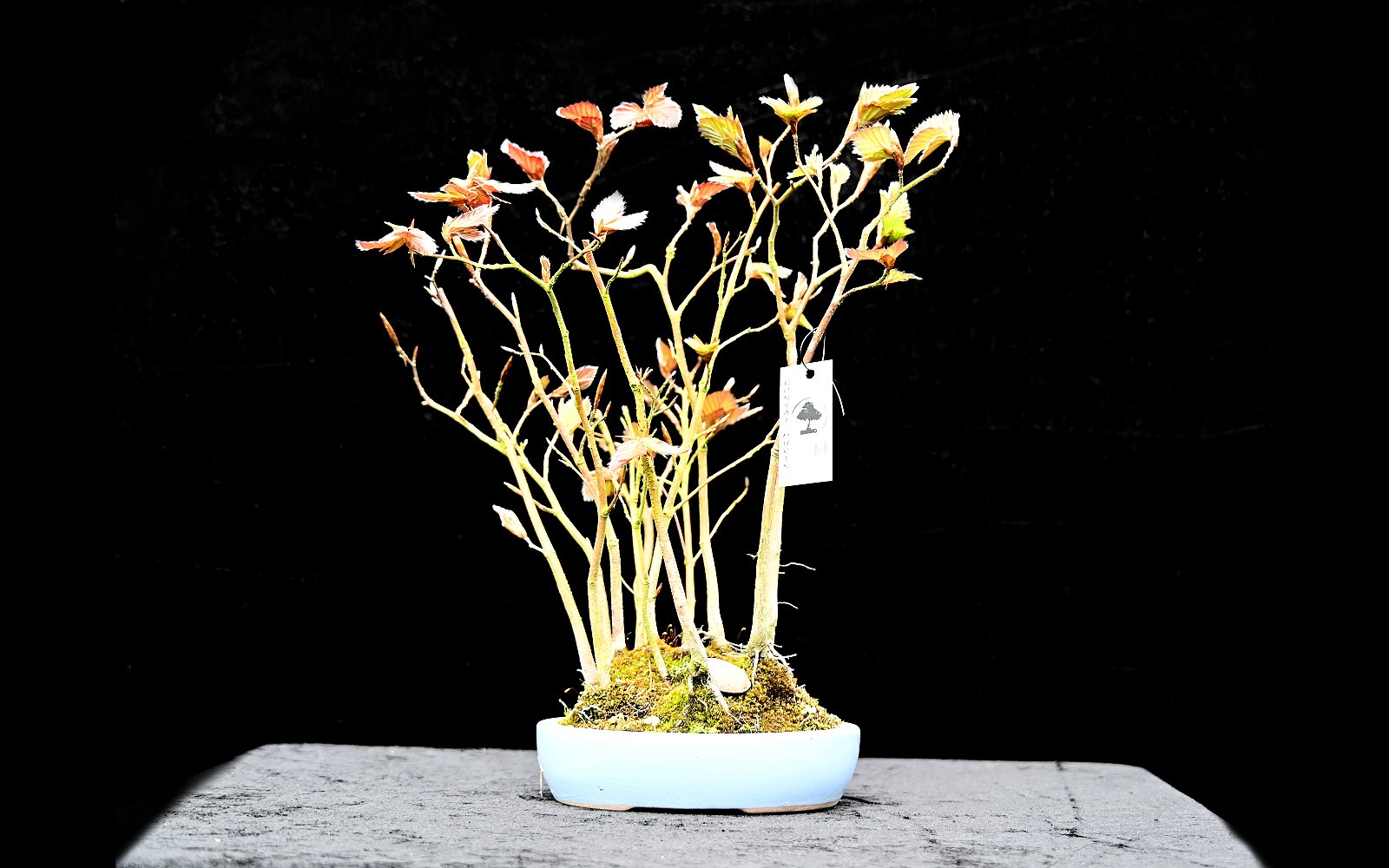 Blodbøg, Fagus sylvatica "purpurea"