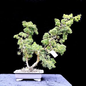 Kinesisk ene, Juniperus sinensis