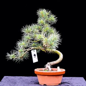 Japansk hvidfyr, Pinus parviflora