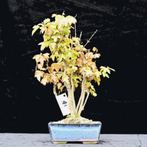 Trefliget kinesisk ahorn, Acer buergerianum