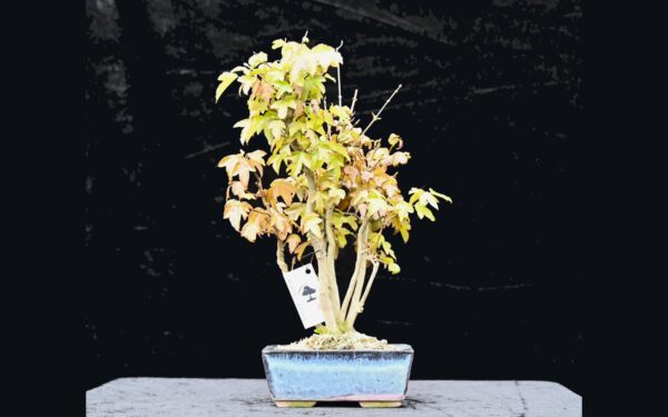 Trefliget kinesisk ahorn, Acer buergerianum