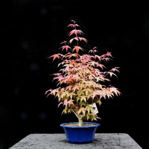 Japansk ahorn, Acer palmatum "deshojo"