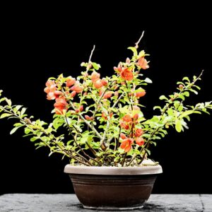 Japansk kvæde, Chaenomeles japonica