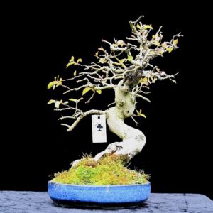 Koreansk avnbøg, Carpinus turczaninovii