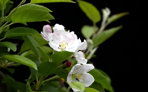 Kinesisk paradisæble, Malus halliana - Billede 2