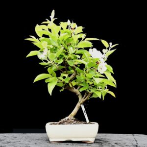 Kinesisk paradisæble, Malus halliana