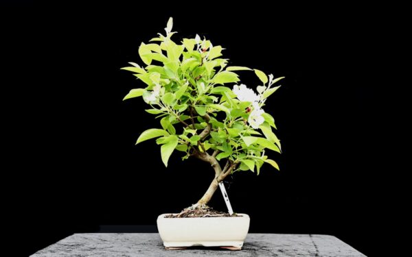 Kinesisk paradisæble, Malus halliana