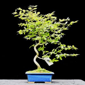 Asiatisk benved, Euonymus wilsonii