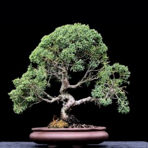 Kinesisk ene, Juniperus sinensis