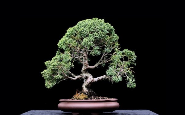 Kinesisk ene, Juniperus sinensis