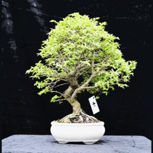 Kinesisk elm, Ulmus parviflora