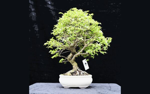 Kinesisk elm, Ulmus parviflora