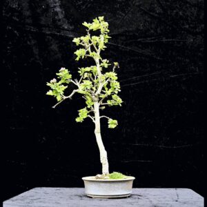 Rødtjørn, Crataegus laevigata