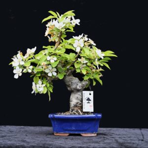 Japansk paradisæble, Malus sieboldii