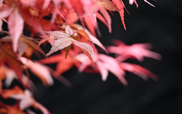 Japansk ahorn, Acer palmatum, deshojo - Billede 2