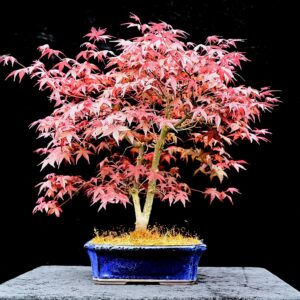 Japansk ahorn, Acer palmatum, deshojo