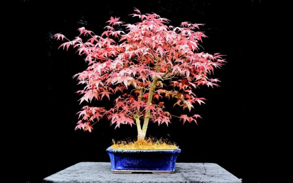 Japansk ahorn, Acer palmatum, deshojo